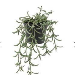 IKEA Fejka Yapay Bitki, Senecio Radicans