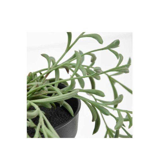 IKEA Fejka Yapay Bitki, Senecio Radicans